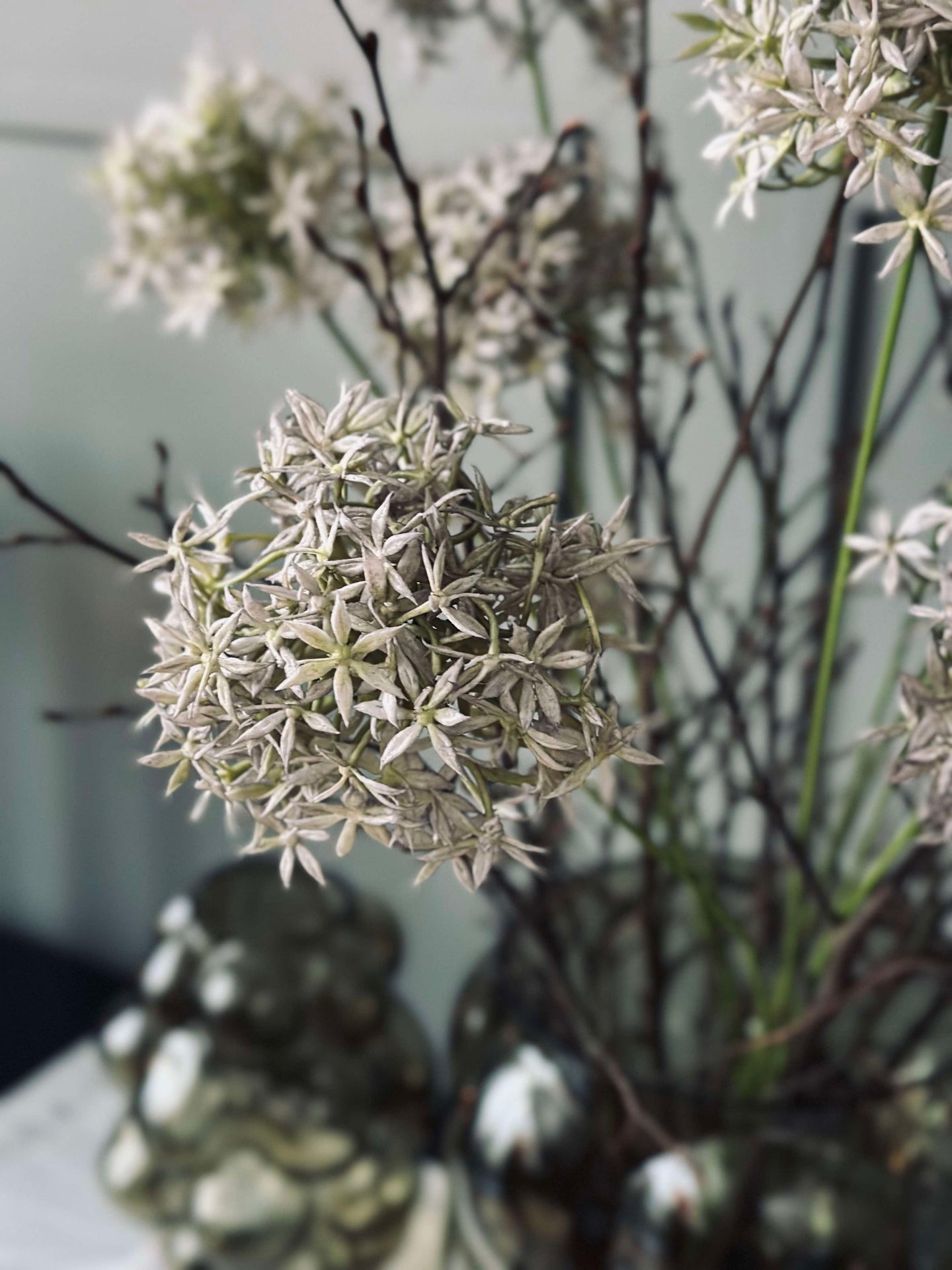 Blomma Allium