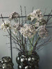 Blomma Allium