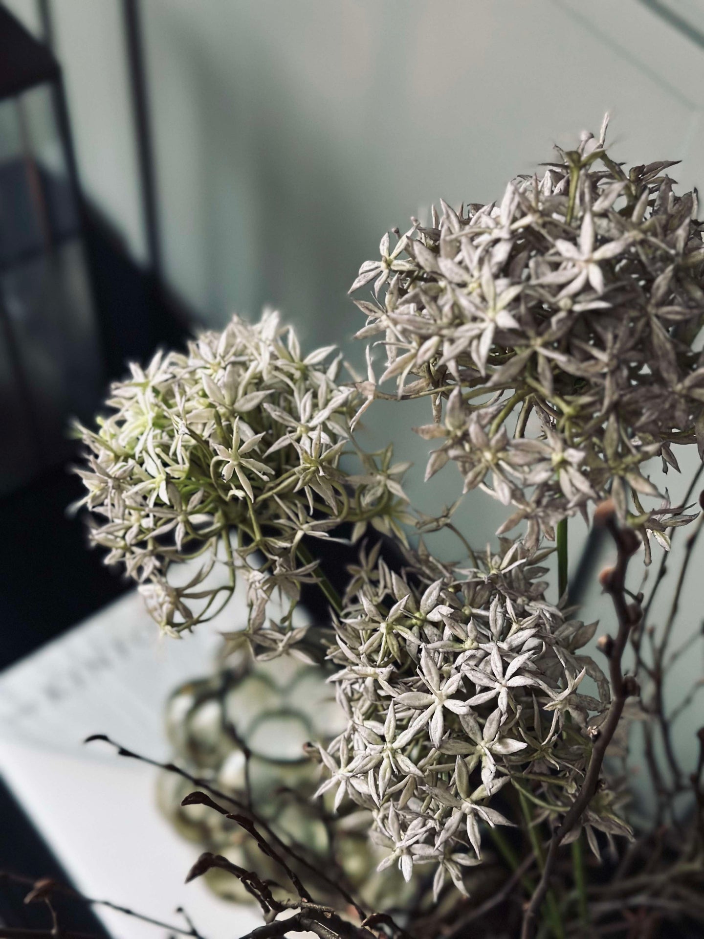 Blomma Allium