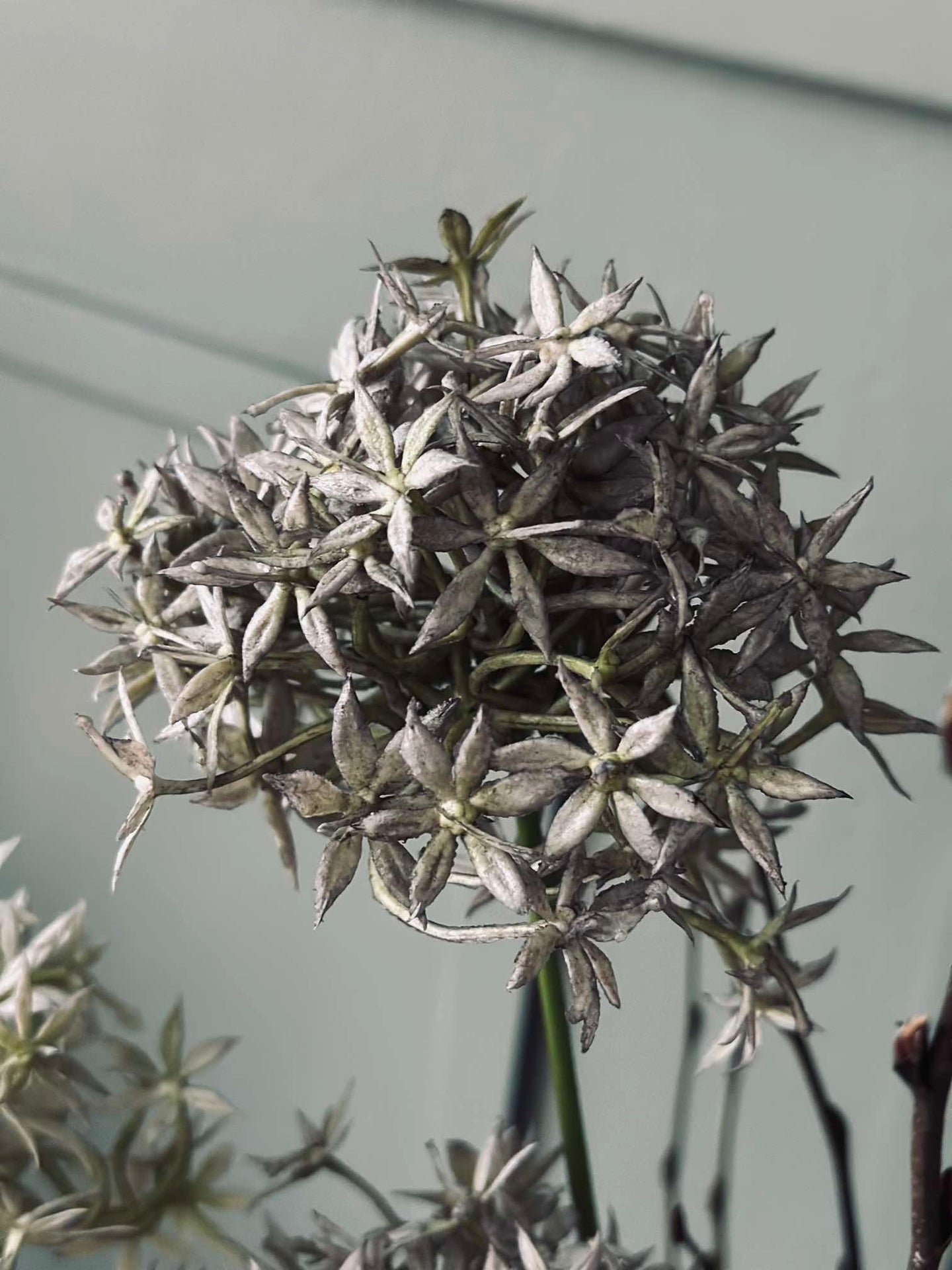 Blomma Allium