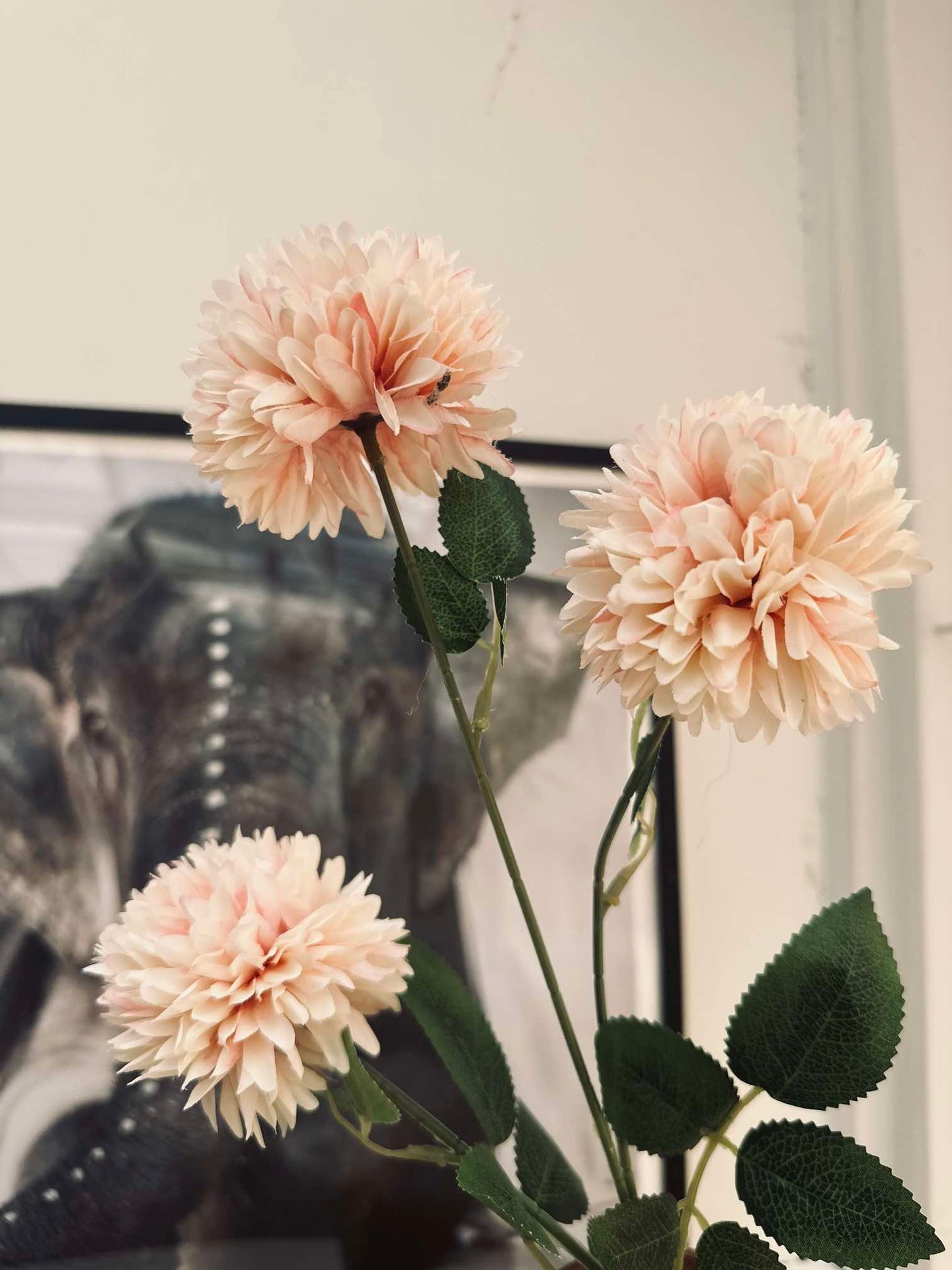 Blomma Peach rose