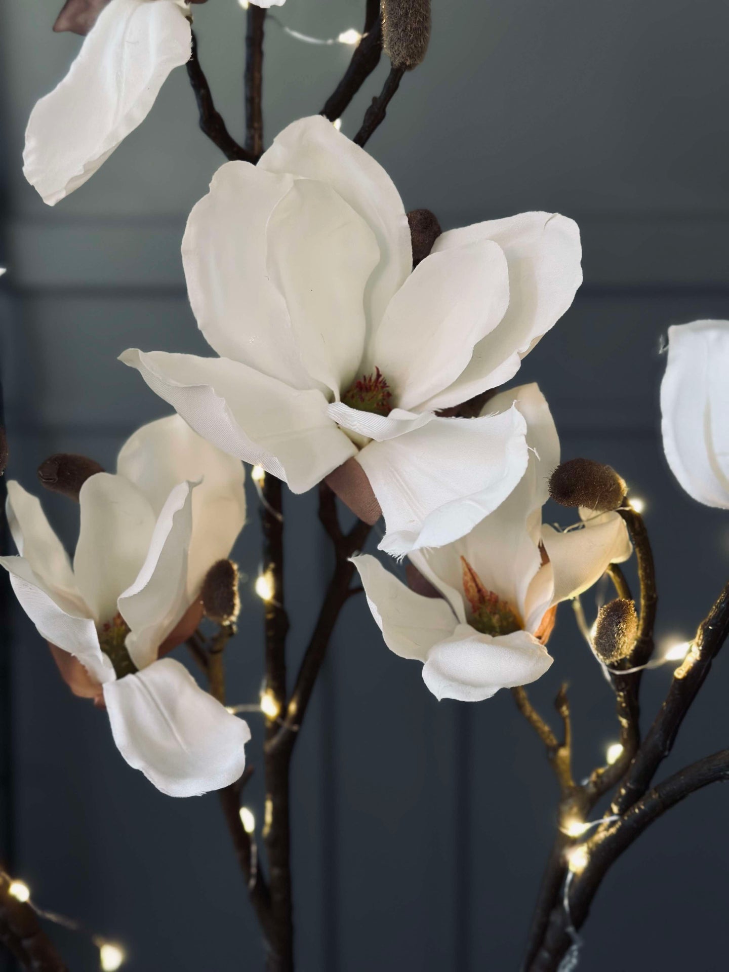 Magnoliagren med ljus