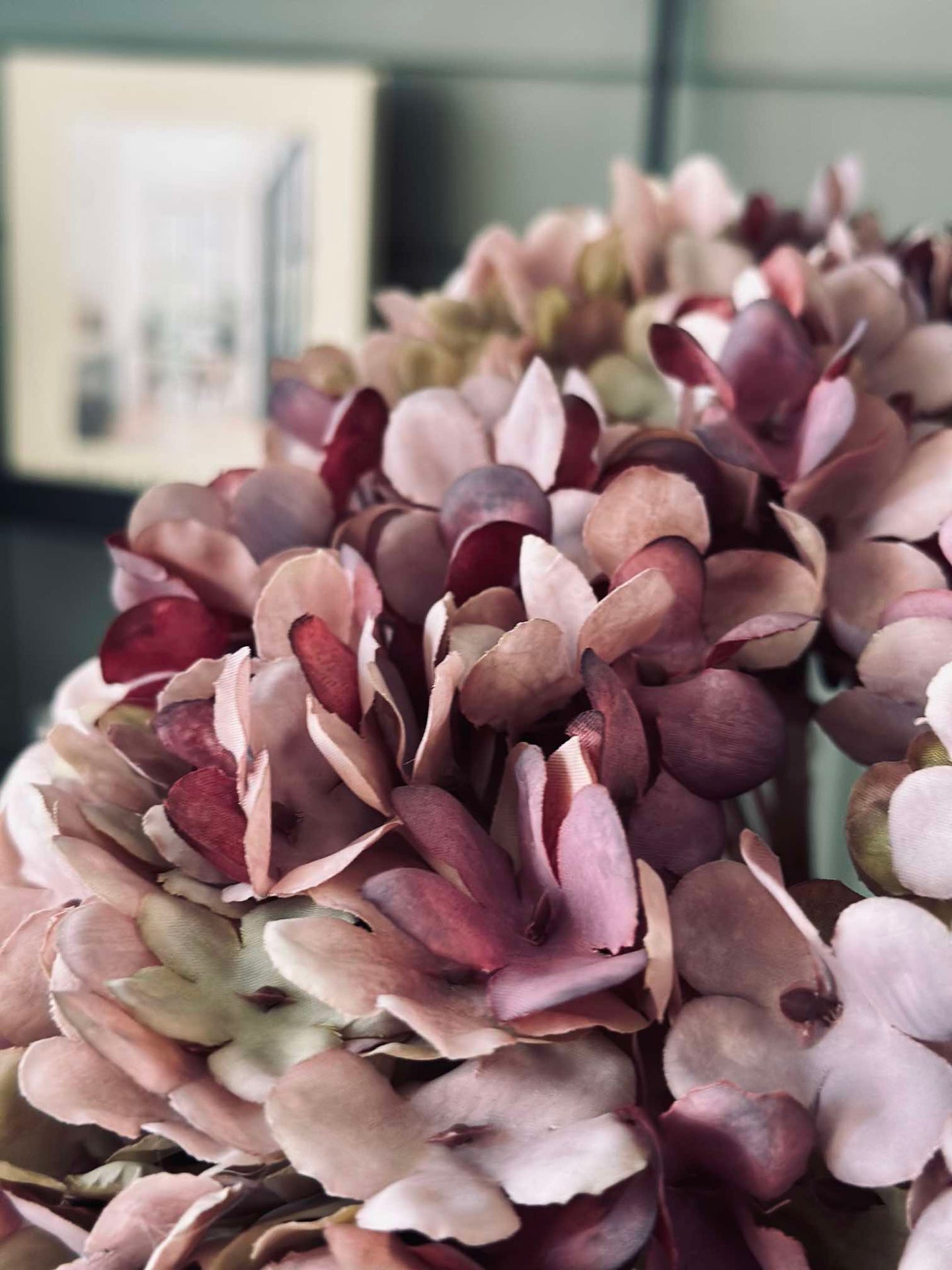 Hortensia Gammal Ros