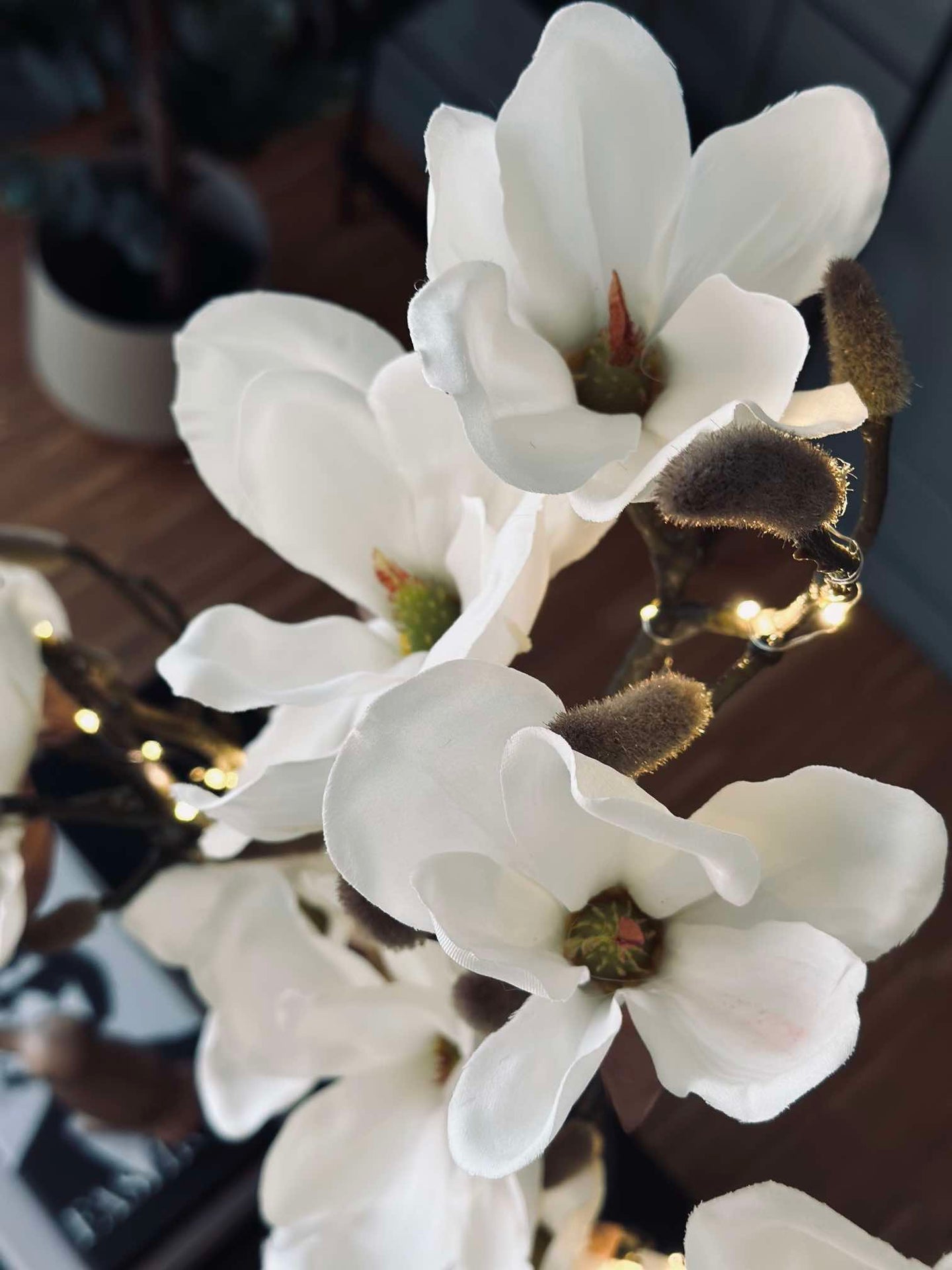 Magnoliagren med ljus