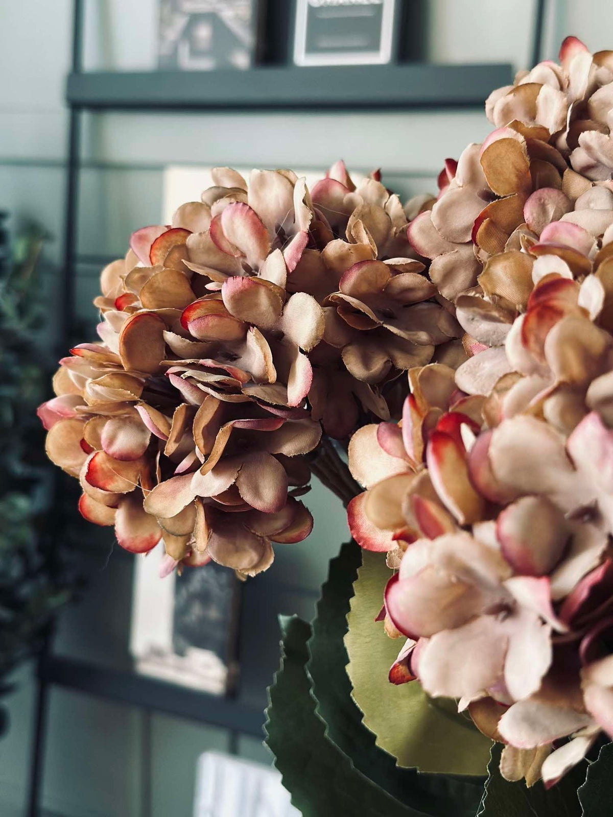 Hortensia - Brända färger