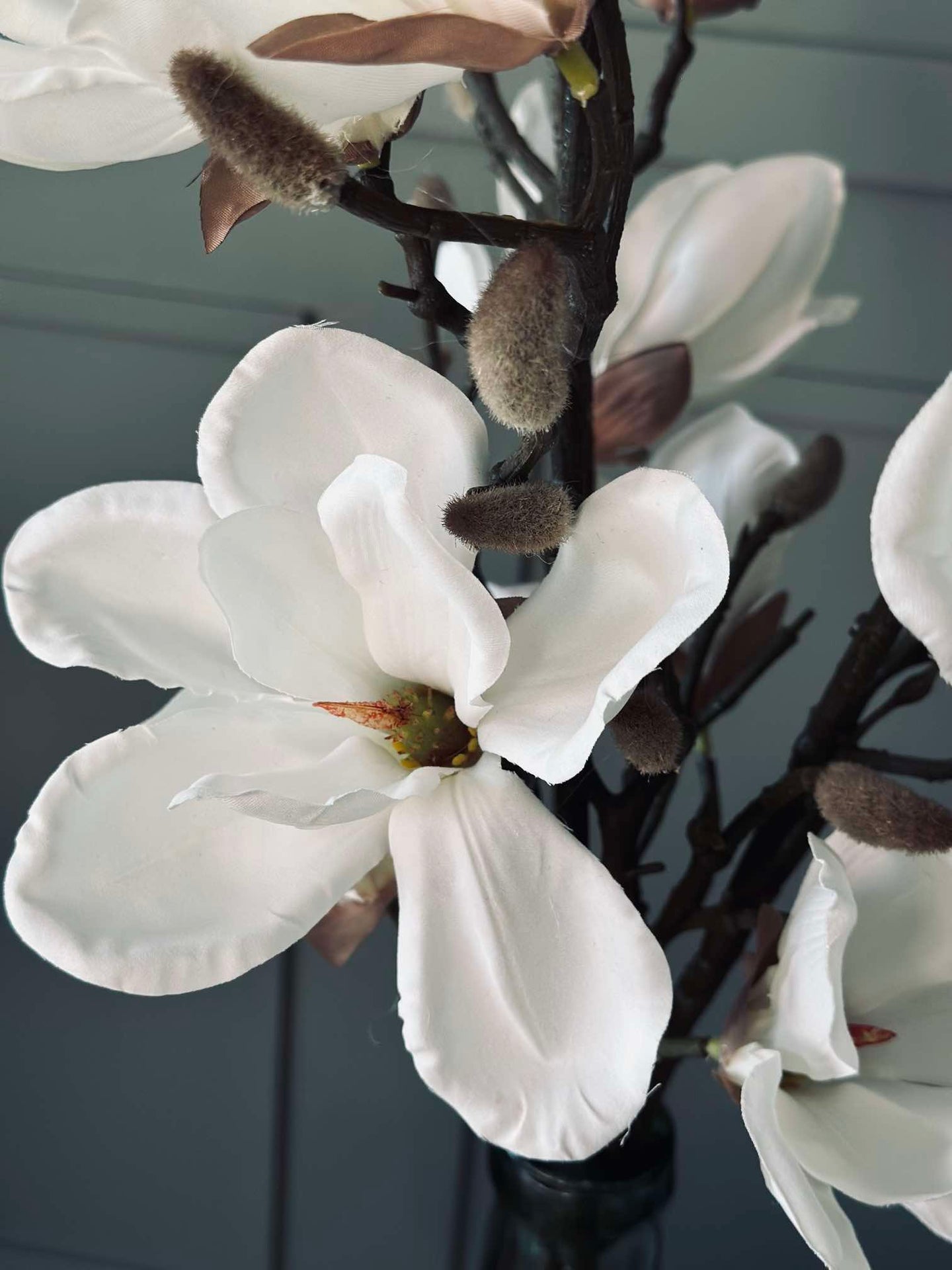 Magnoliakvist - 92 cm