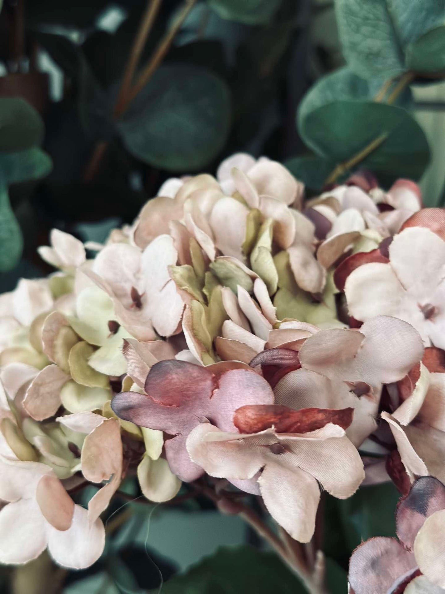 Hortensia Gammal Ros