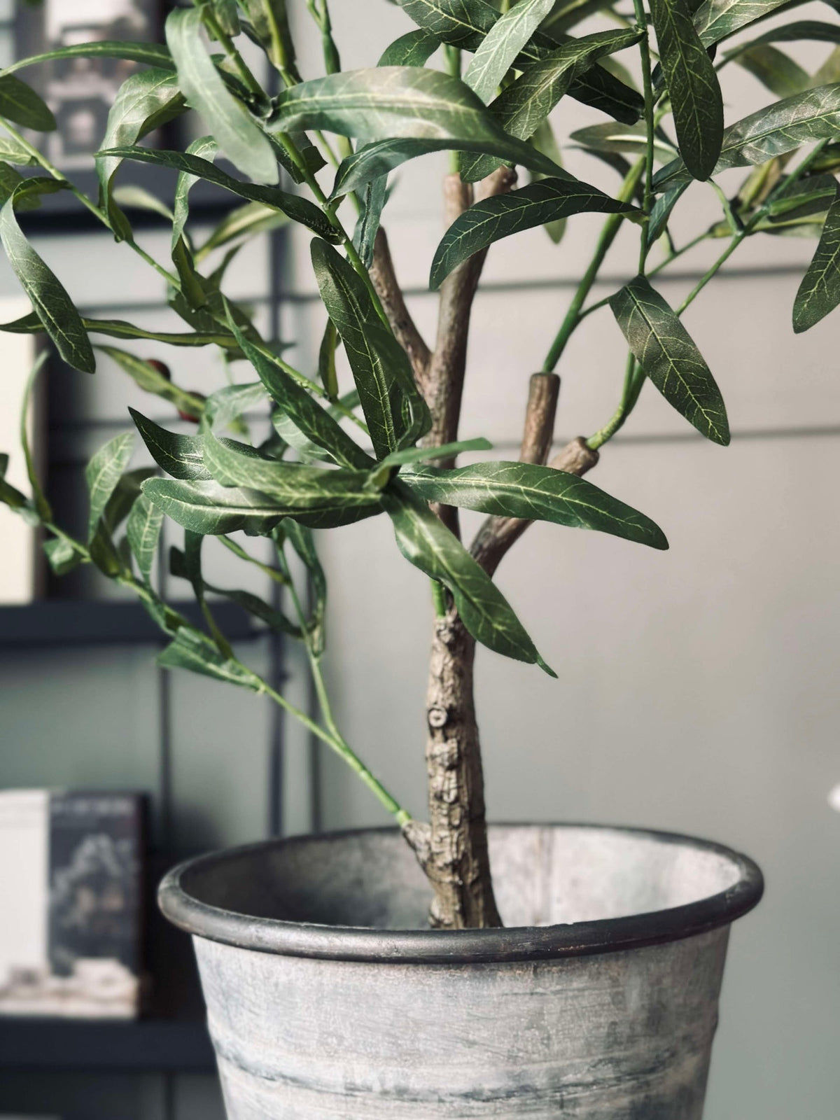 Olivträd 85 cm
