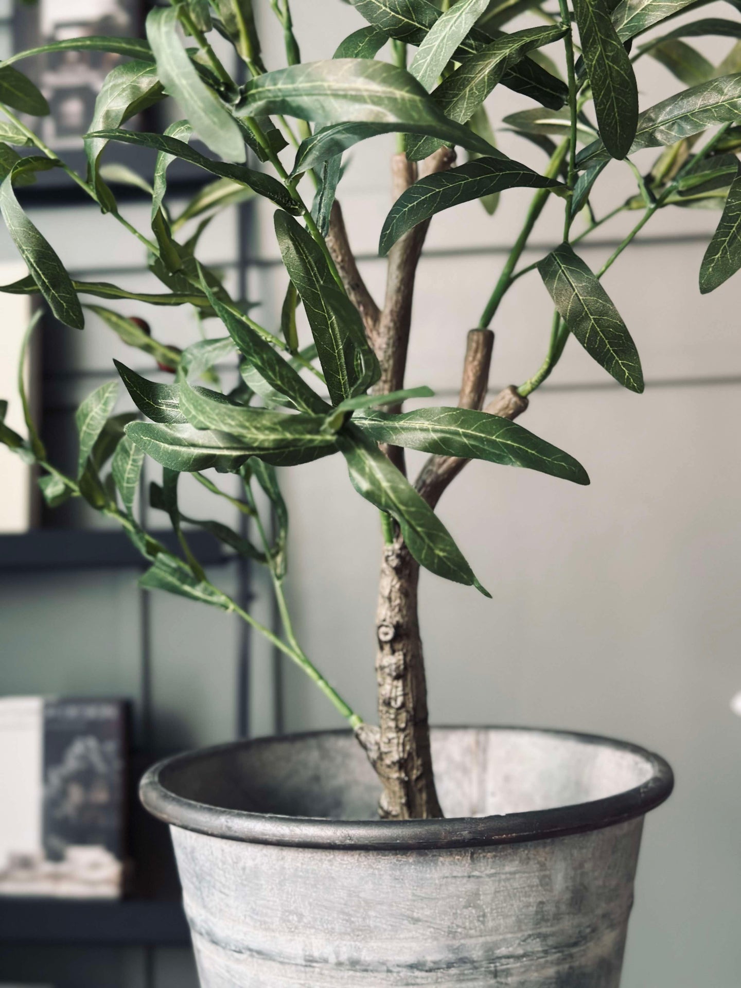 Olivträd 85 cm