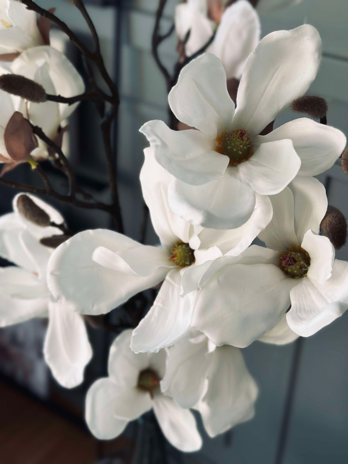 Magnoliakvist - 92 cm