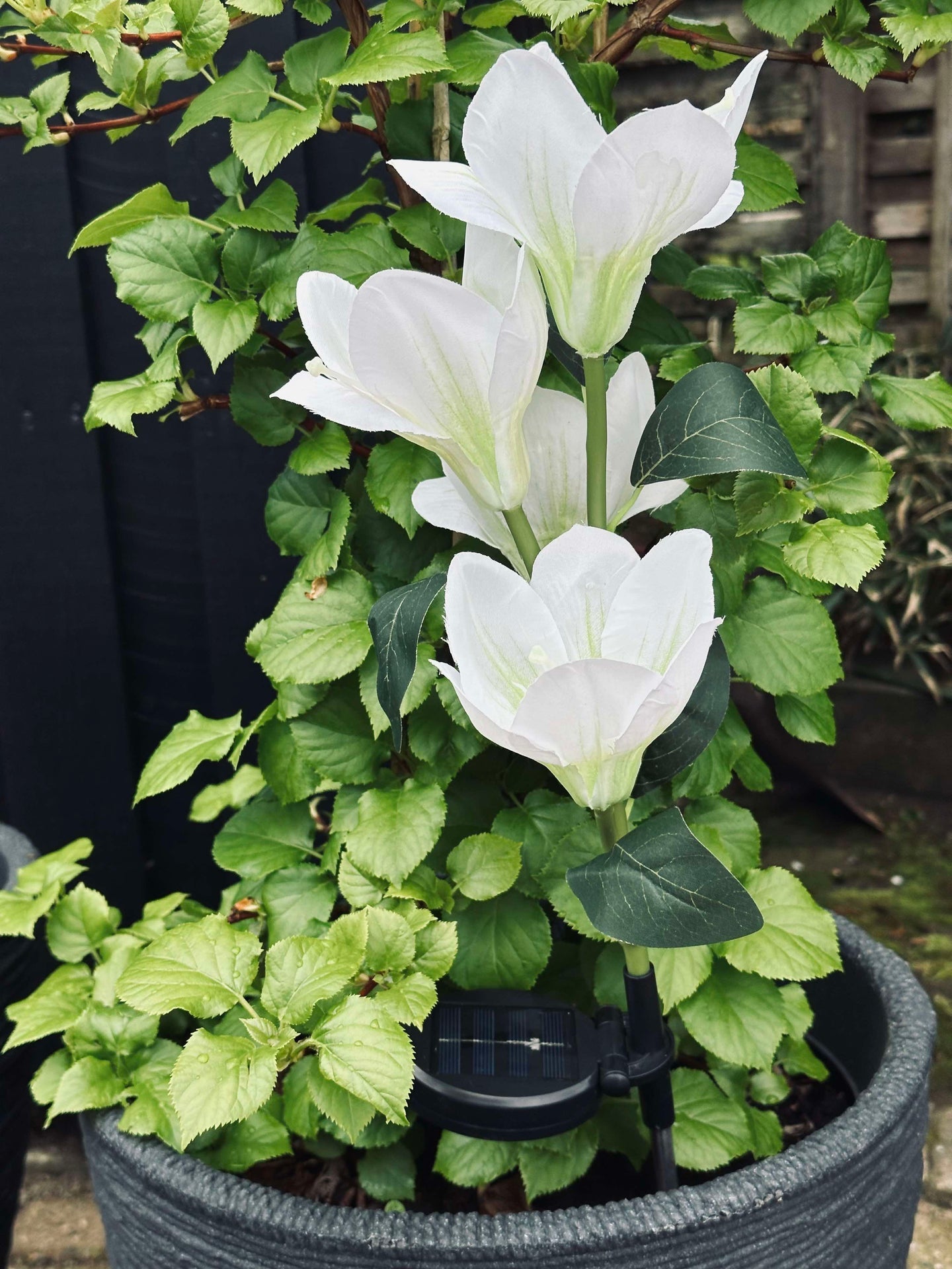 Magnolia med solceller - Vit