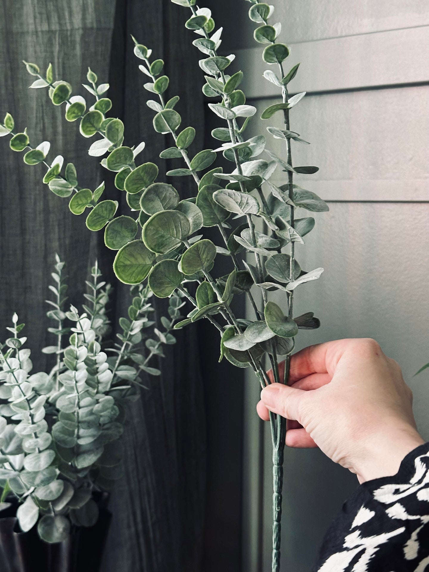 Eukalyptus på stjälk