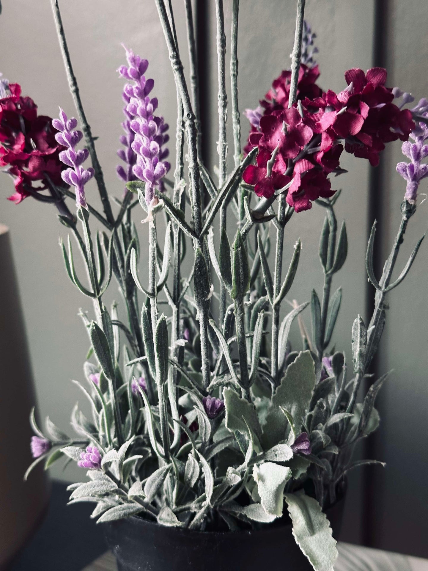 Lavendel 40cm - Hallon