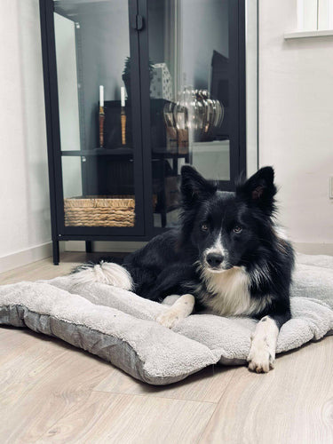 Vattenavvisande dyna för husdjur