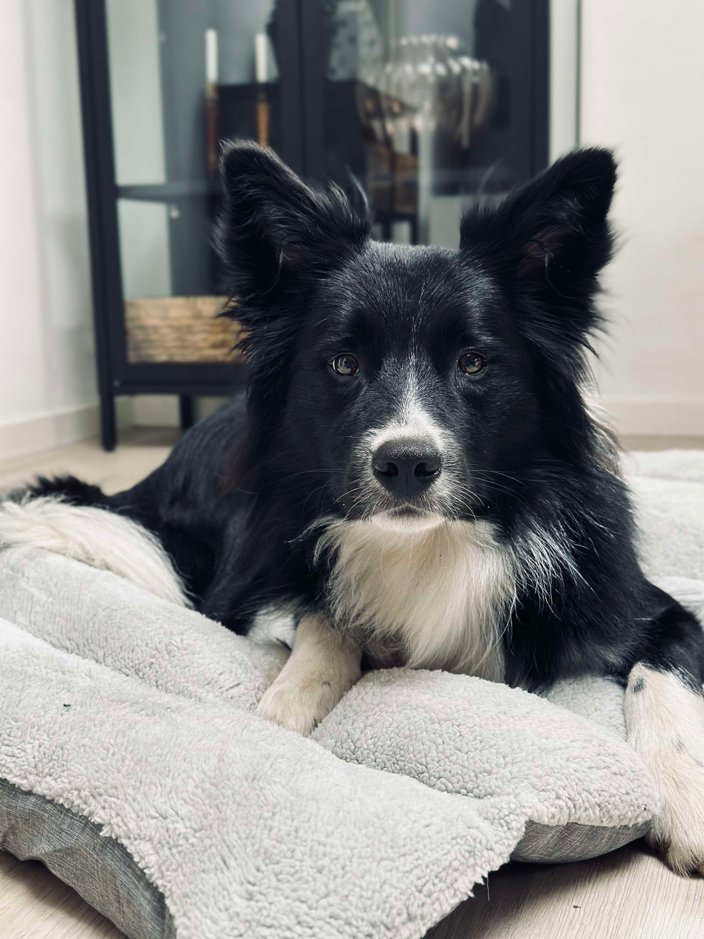 Vattenavvisande dyna för husdjur