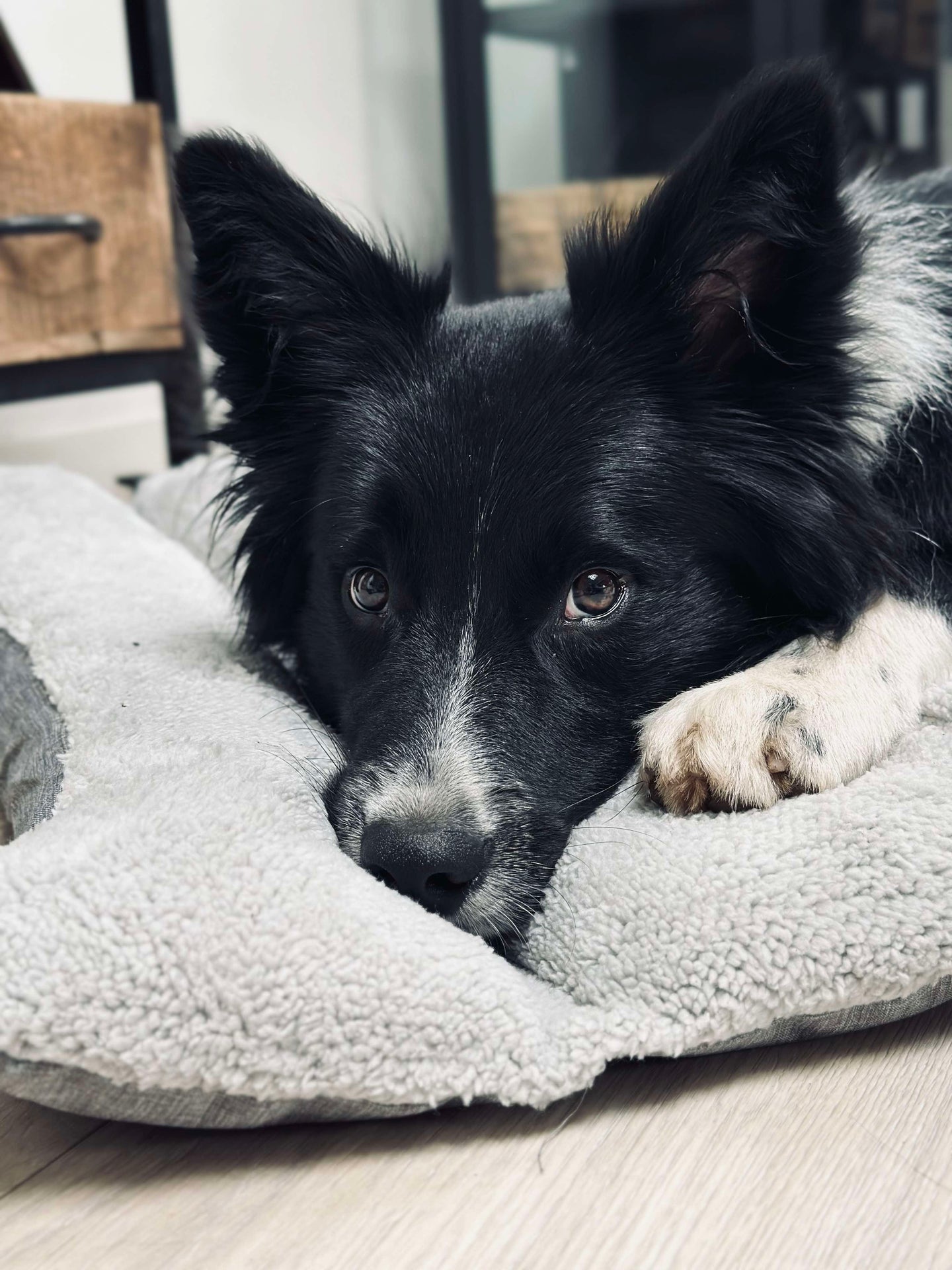 Vattenavvisande dyna för husdjur