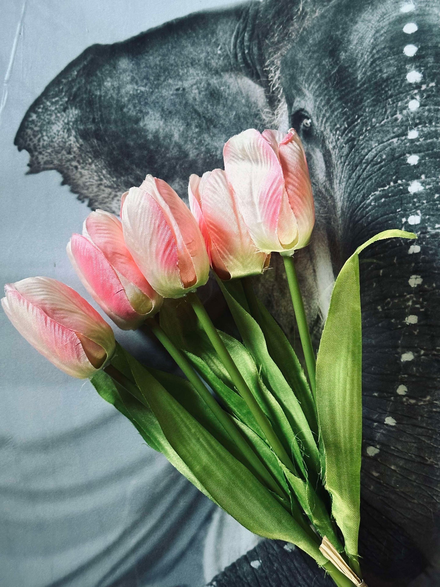 Tulpaner Rosa