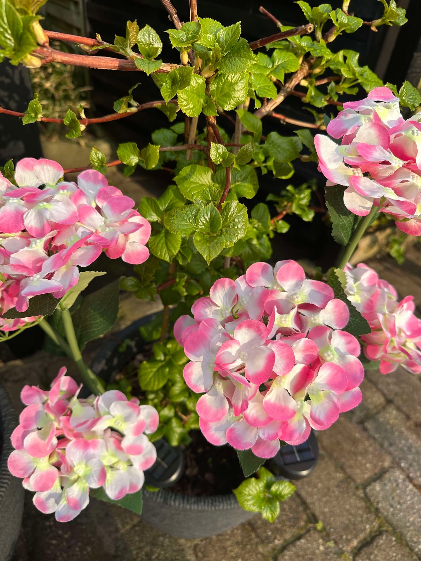 Hortensia med solceller
