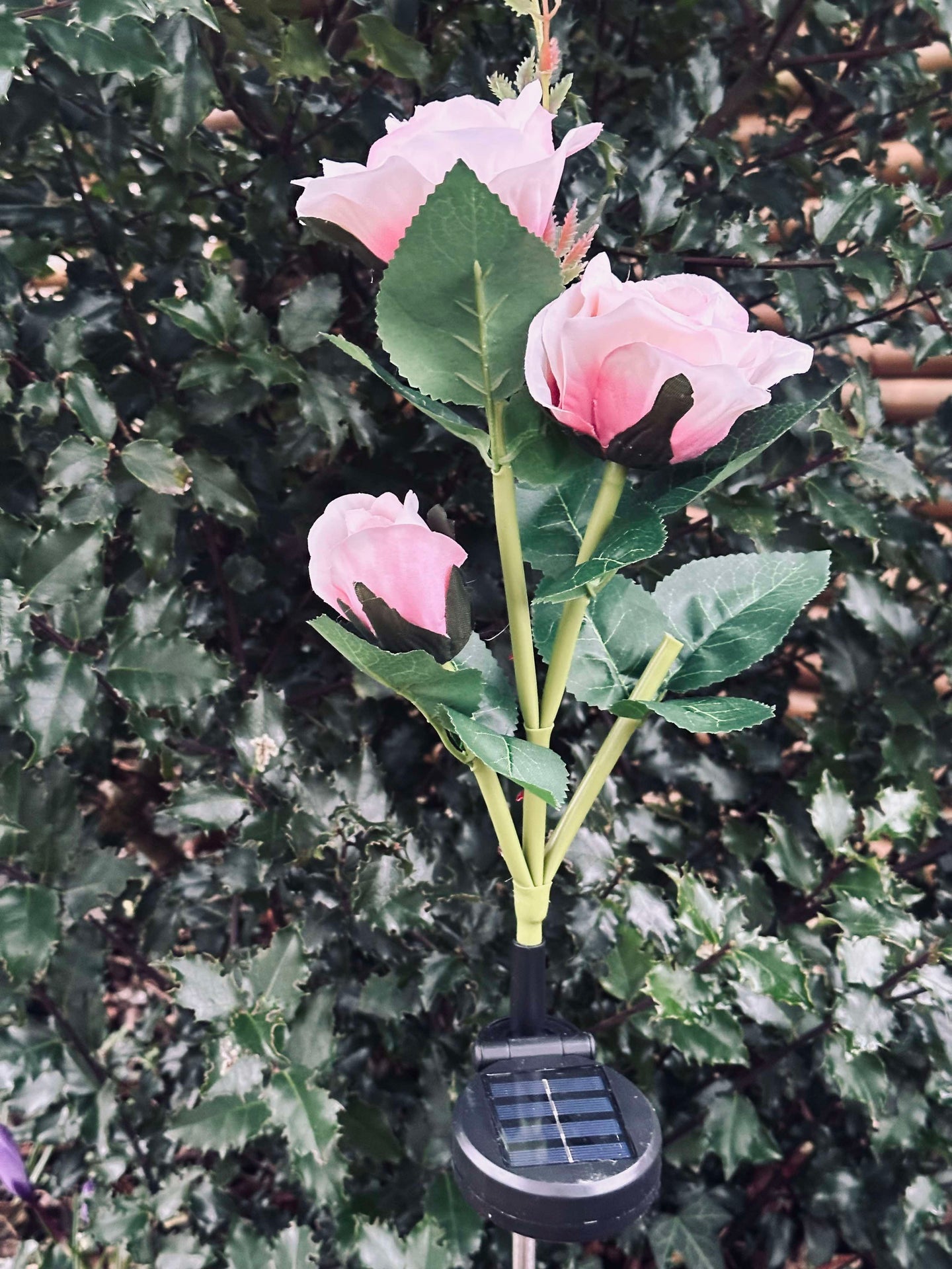 Ros med solceller - Rosa