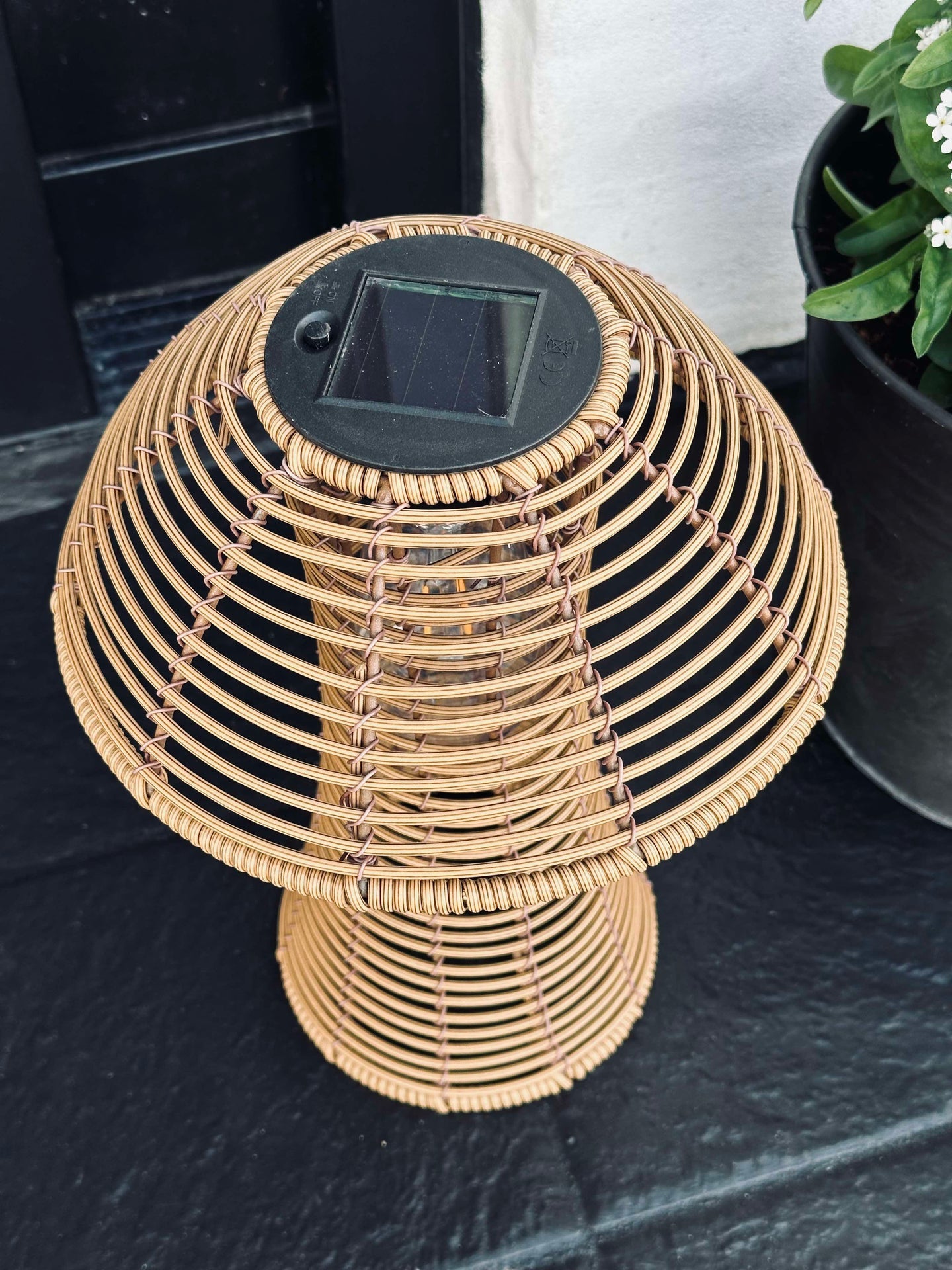 Svamp Solcell - Natur Stor