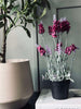 Lavendel 40cm - Hallon