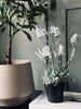 Lavendel 40 cm - Vit