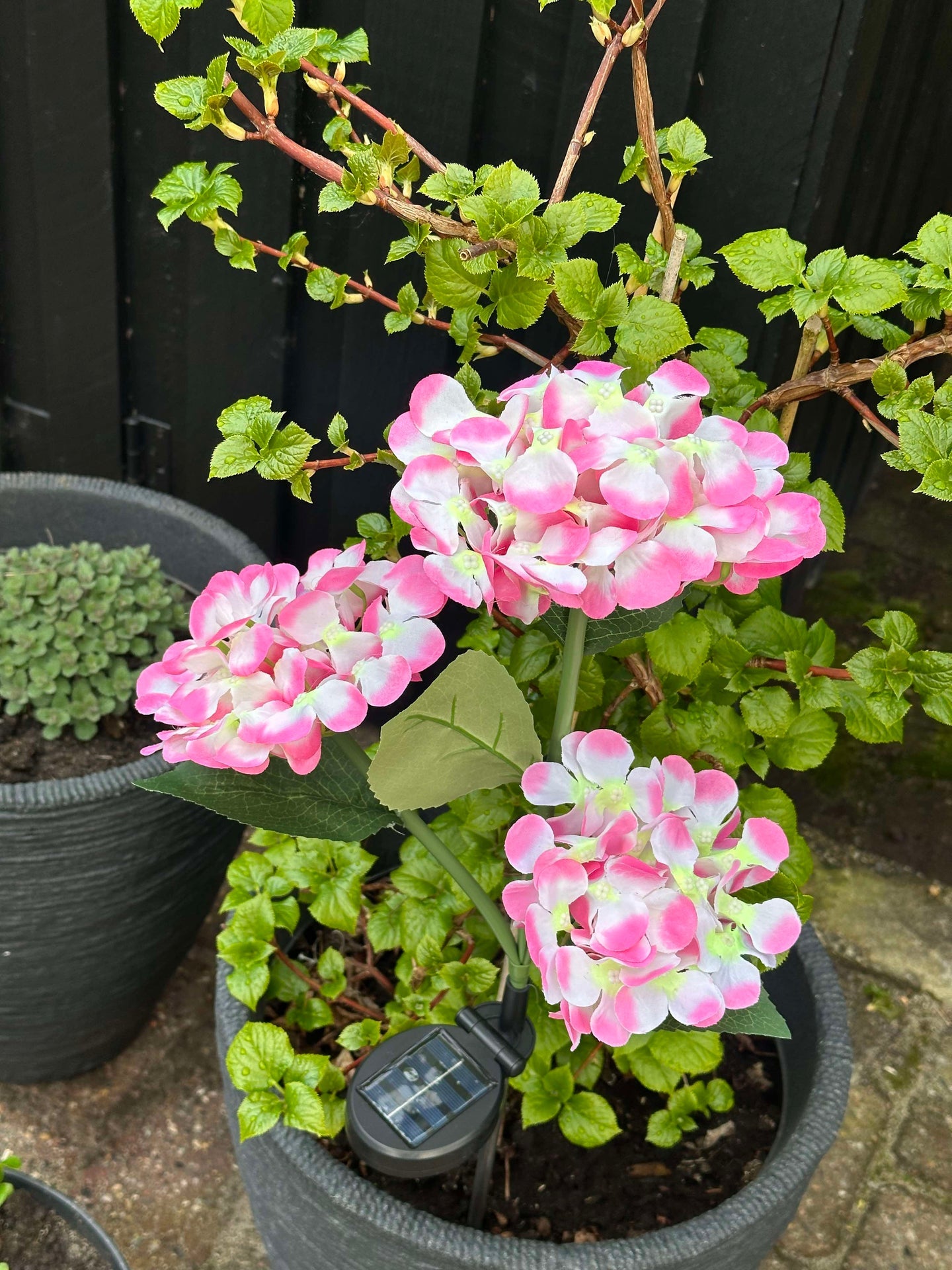 Hortensia med solceller – Ljusrosa