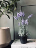 Lavendel 40cm - Ljus lila