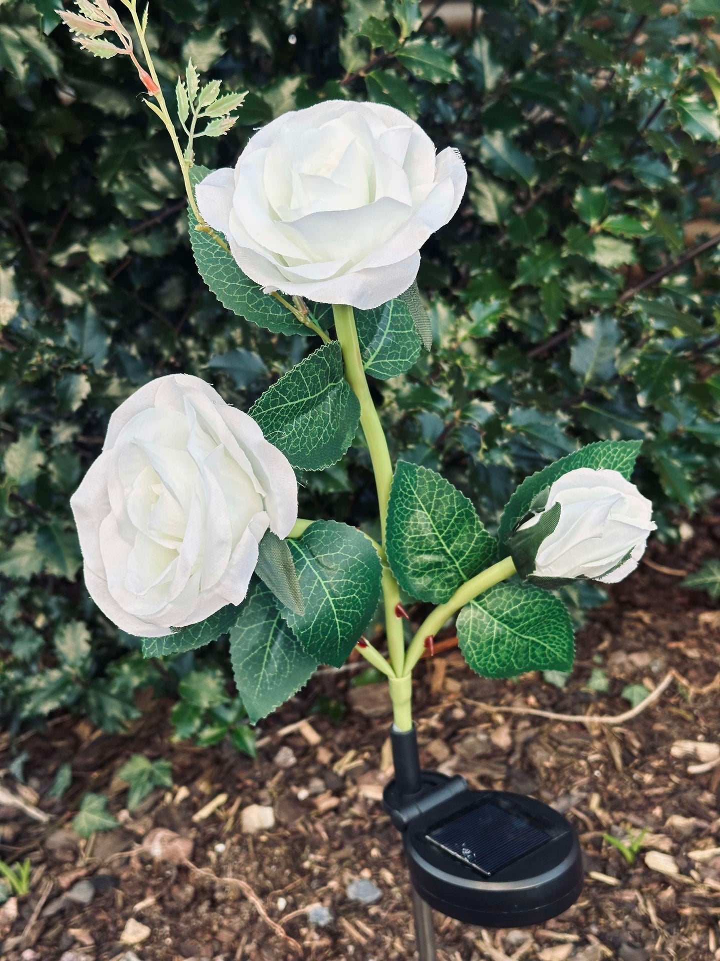 Ros med solceller - Vit