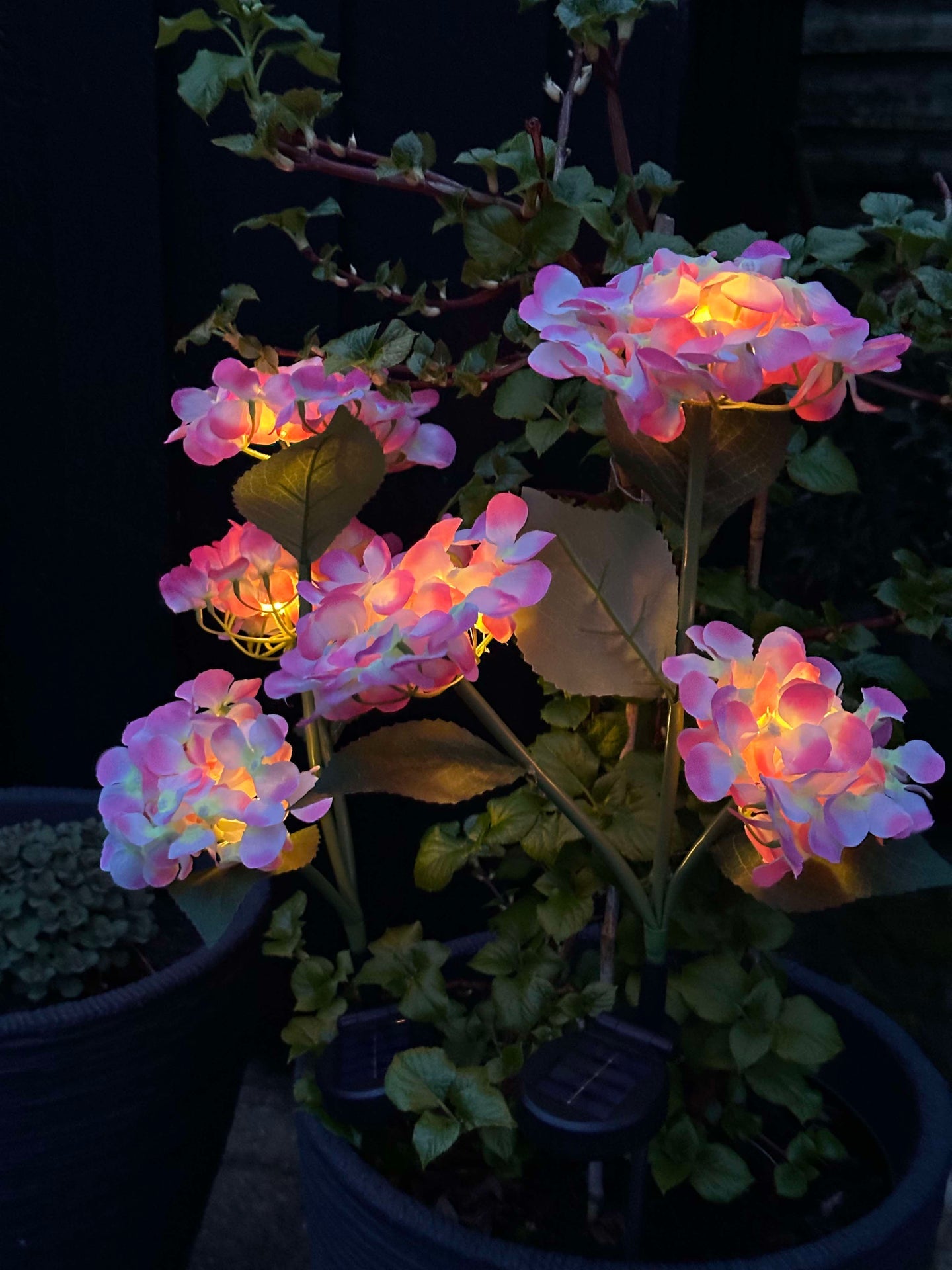 Hortensia med solceller – Ljusrosa