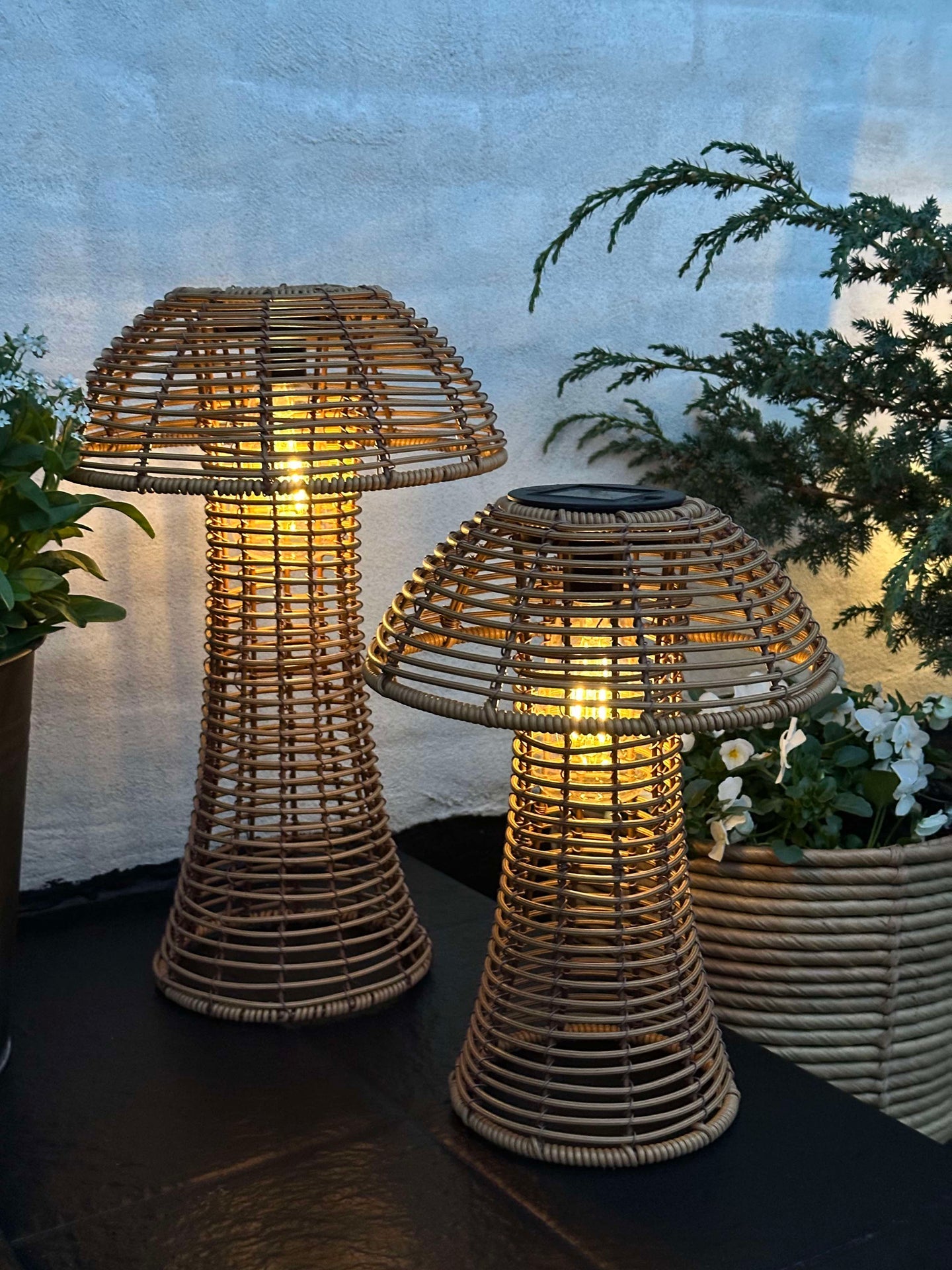 Svamp Solcell - Natur Stor