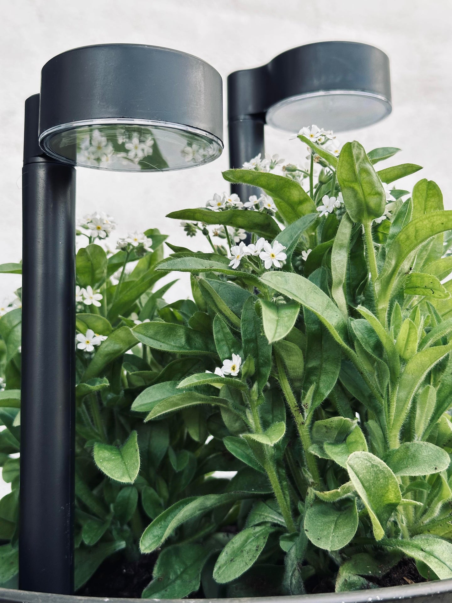 Trädgårdslampa Nancy med solceller – Set om 4 st.