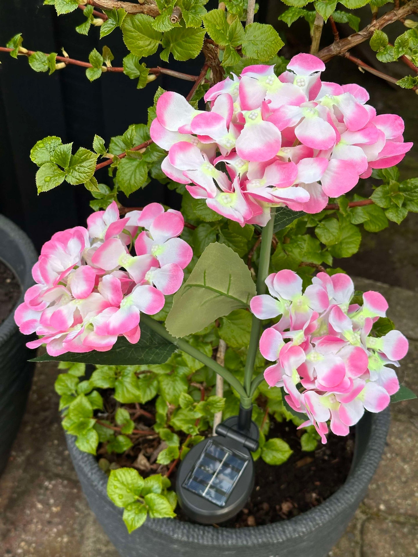 Hortensia med solceller