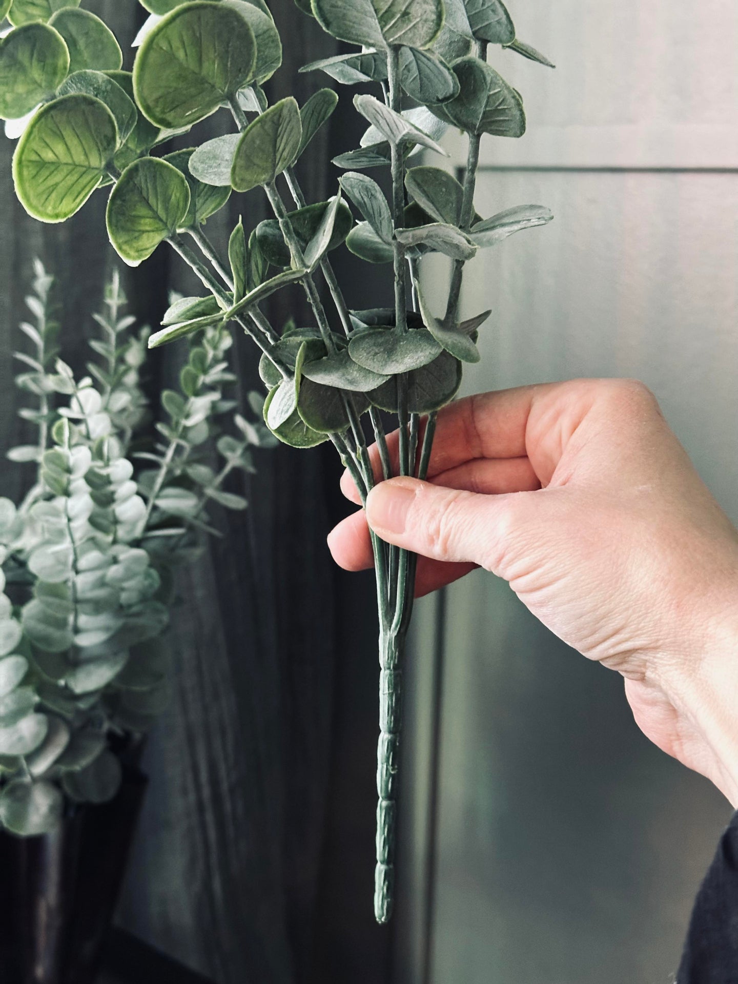 Eukalyptus på stjälk