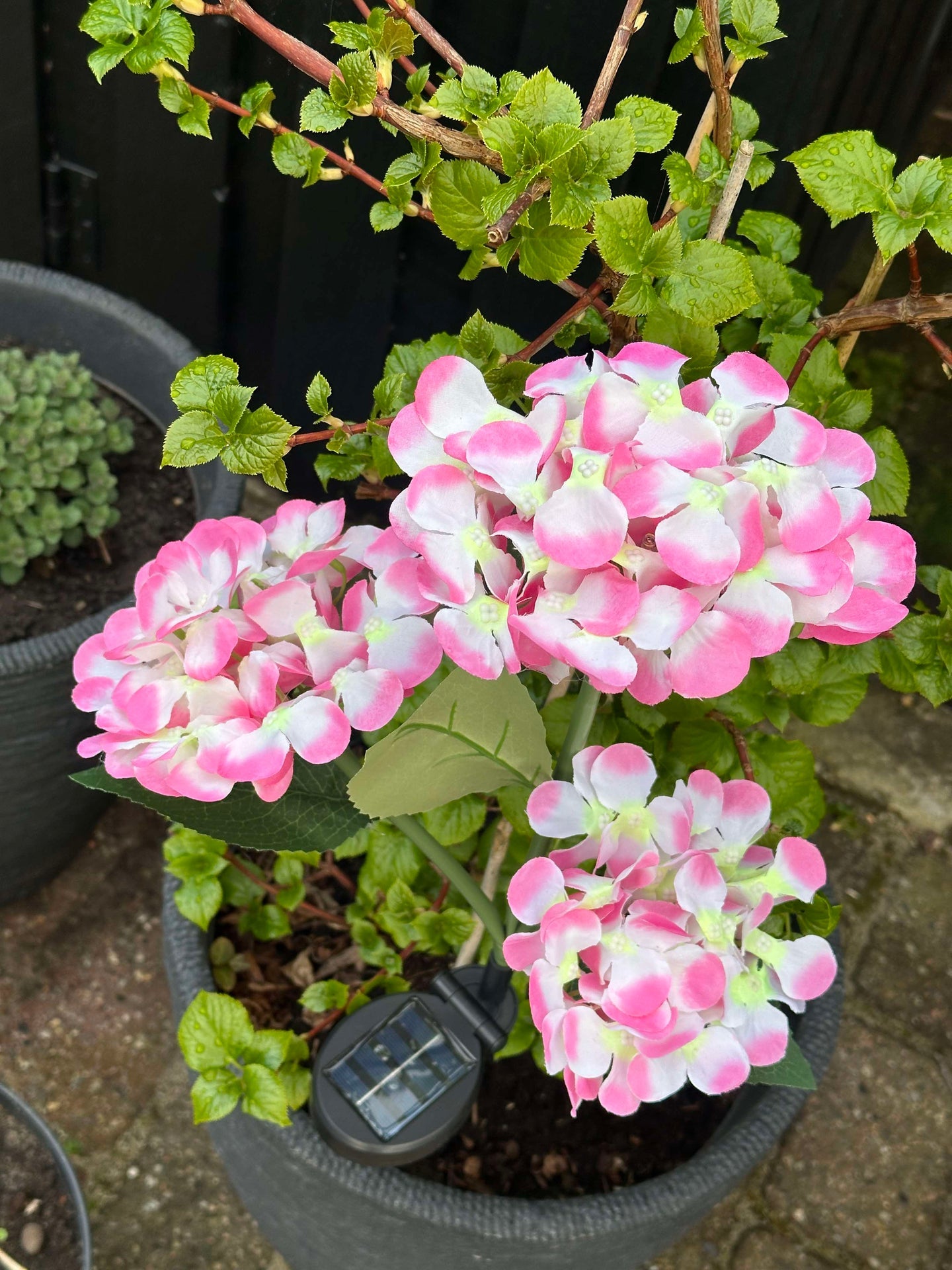 Hortensia med solceller