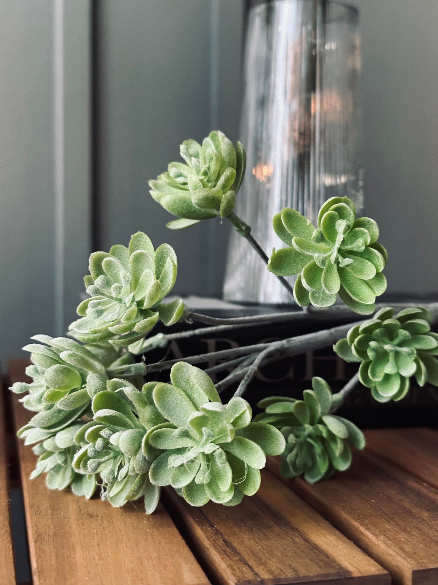 Suckulent på stjälk