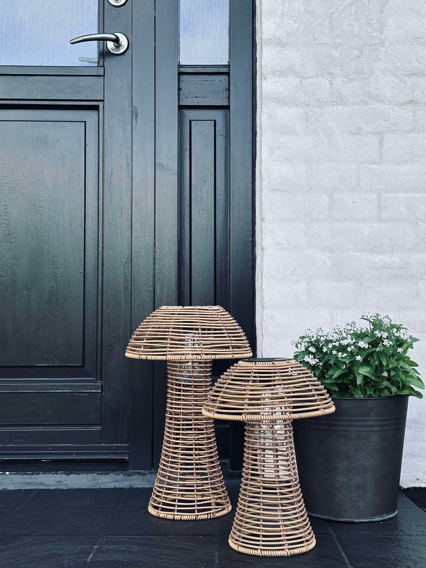 Svamp Solcell - Natur Stor