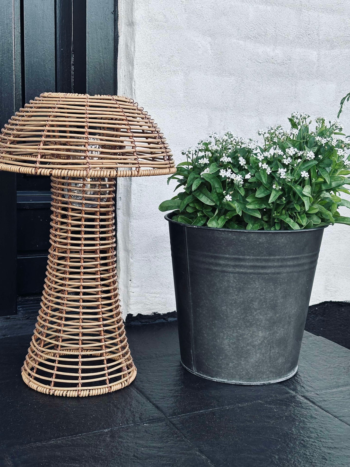 Svamp Solcell - Natur Stor