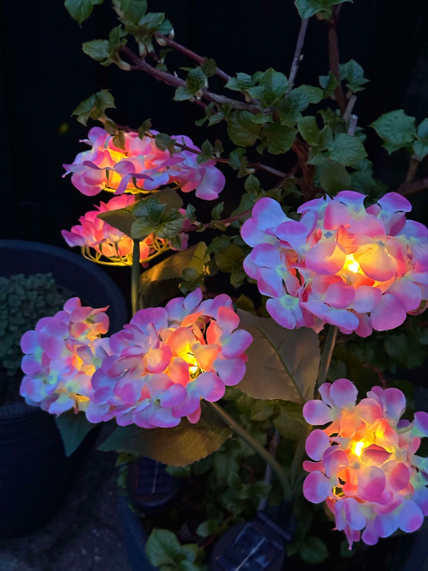 Hortensia med solceller – Ljusrosa