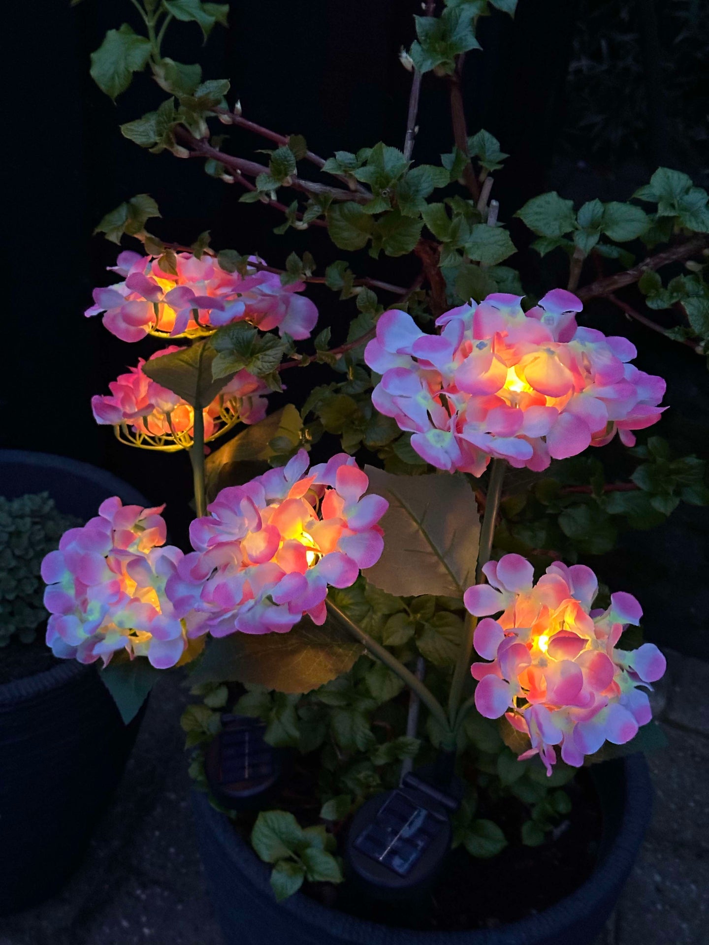 Hortensia med solceller – Ljusrosa
