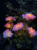 Hortensia med solceller