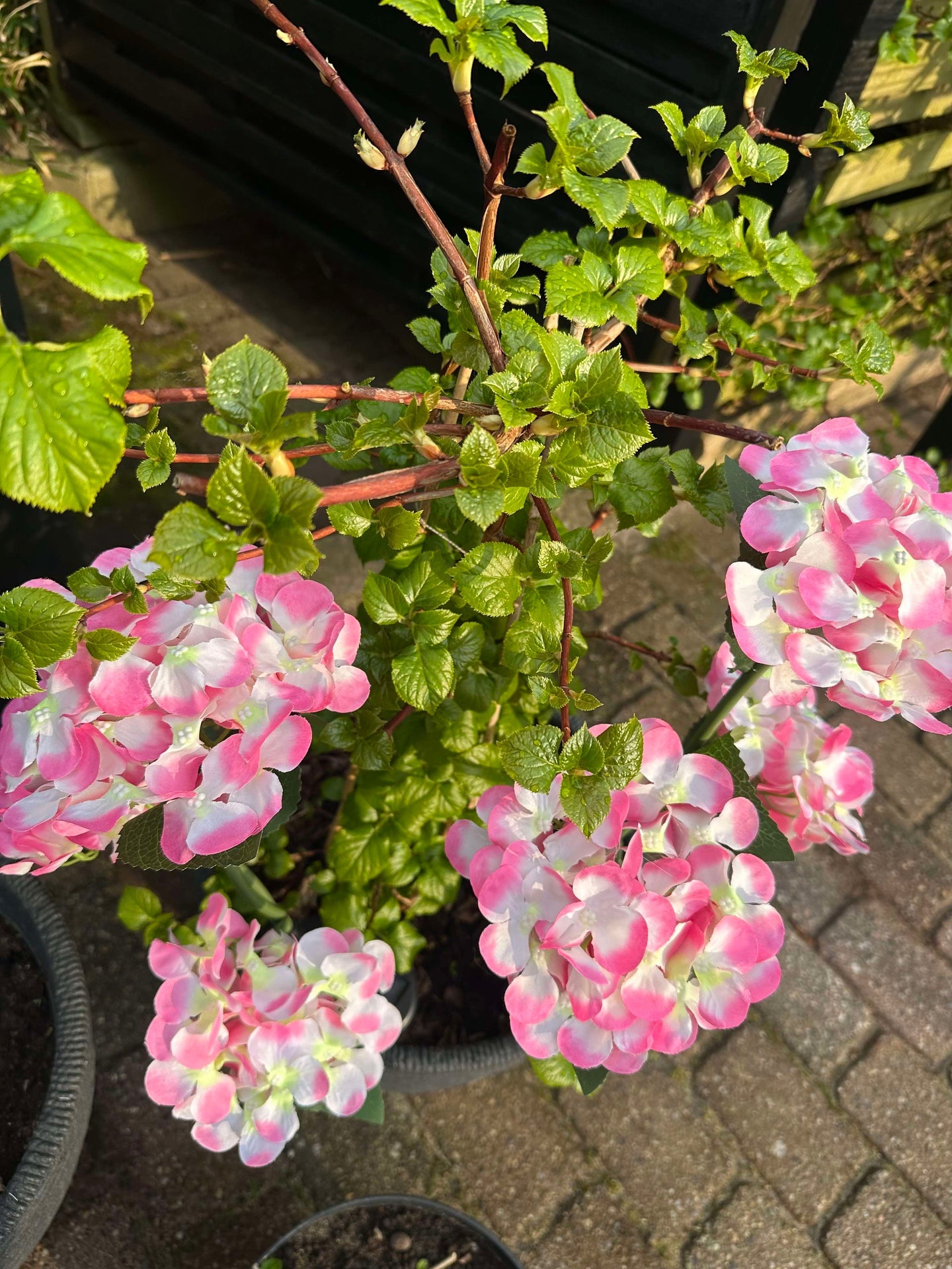 Hortensia med solceller