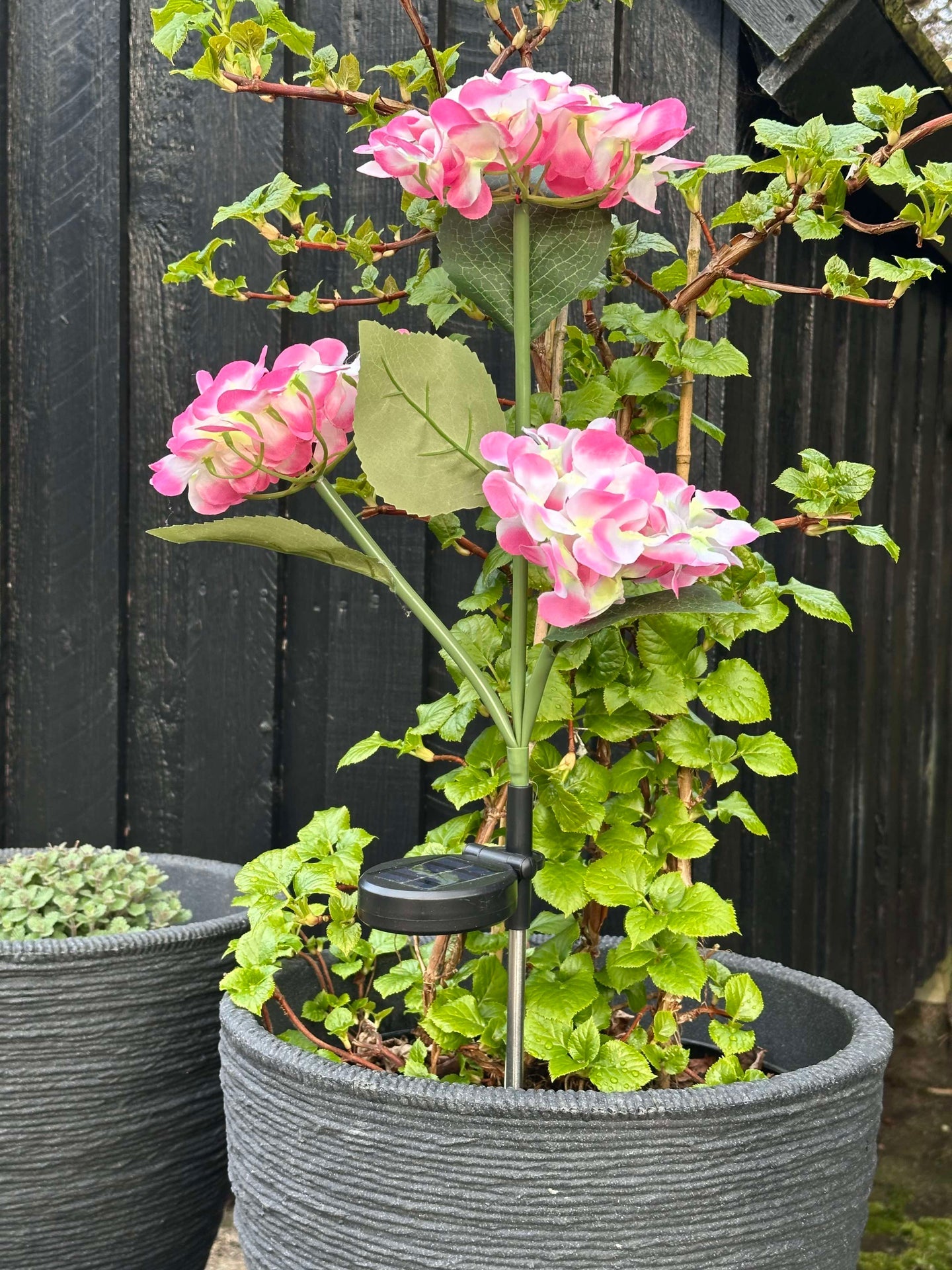 Hortensia med solceller – Ljusrosa