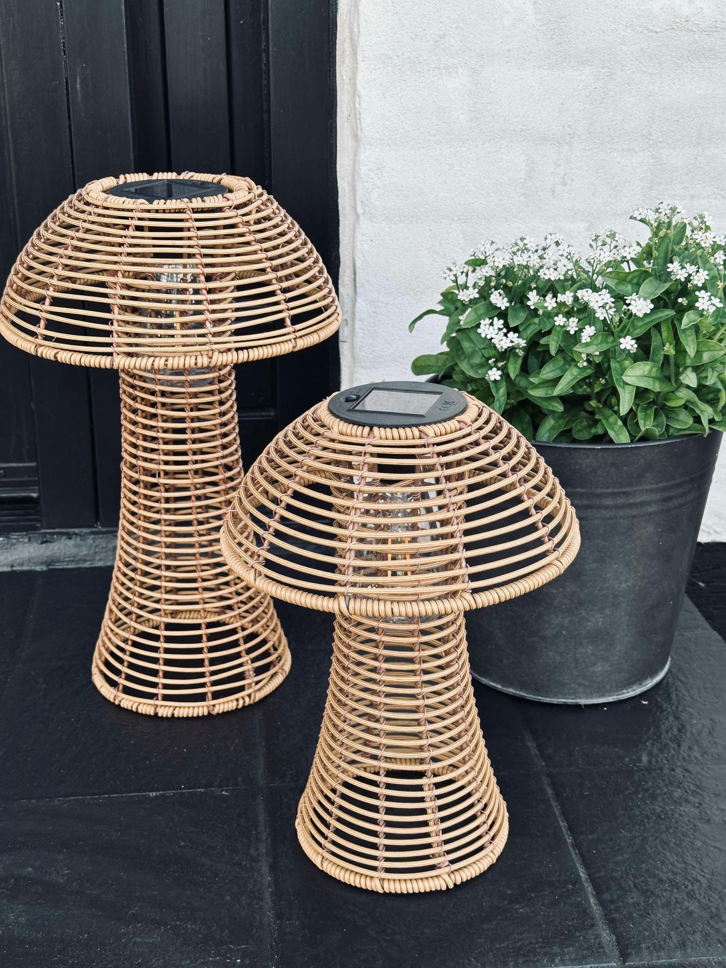 Svamp Solcell - Natur Stor