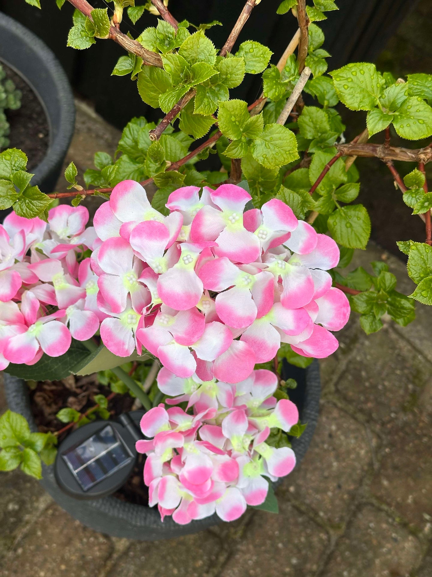 Hortensia med solceller – Ljusrosa