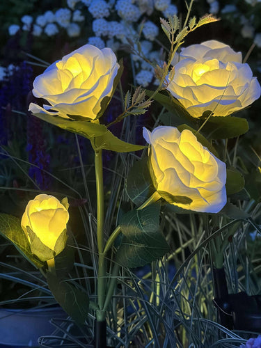 Ros med solceller - Vit