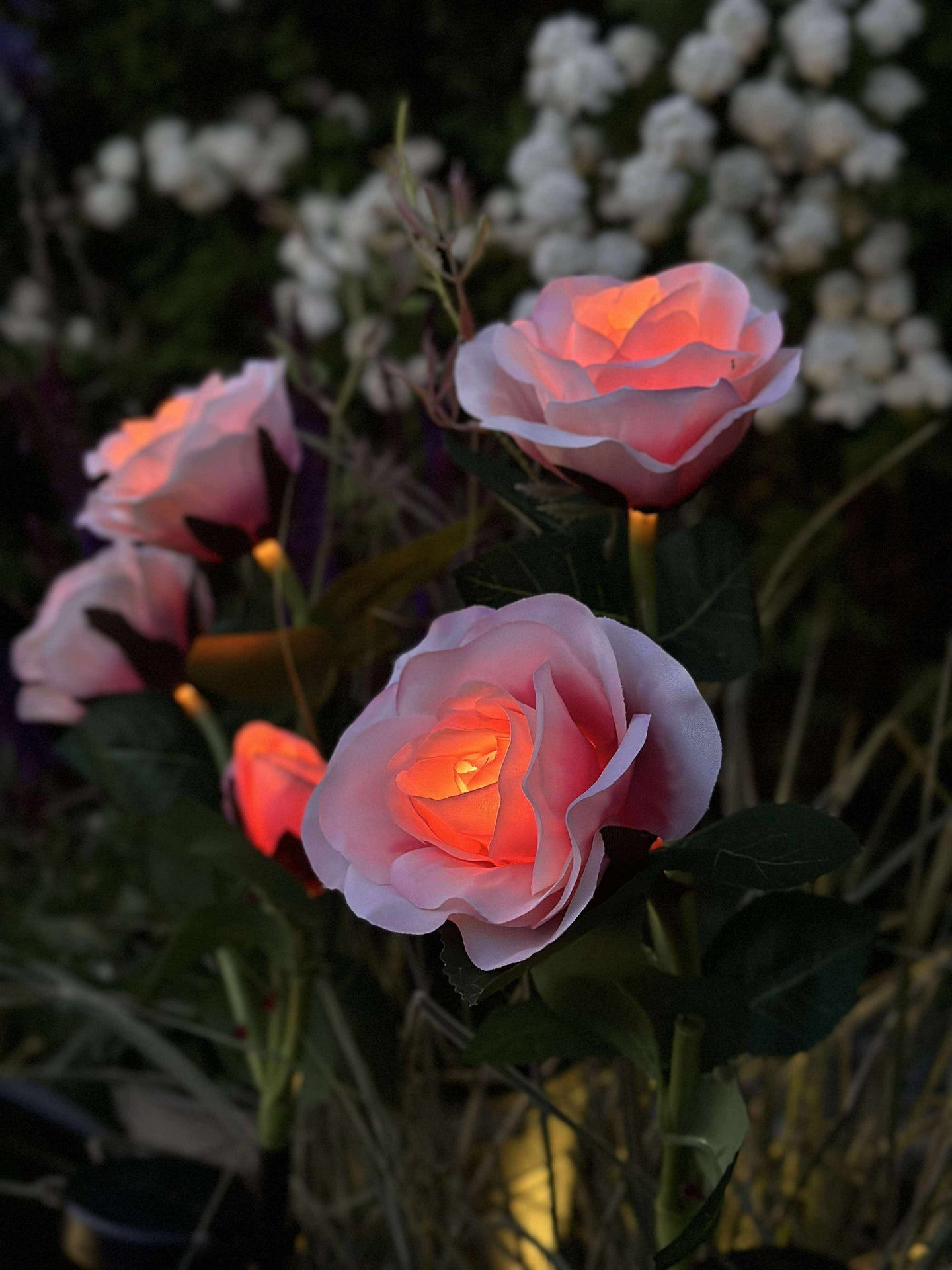 Ros med solceller - Rosa