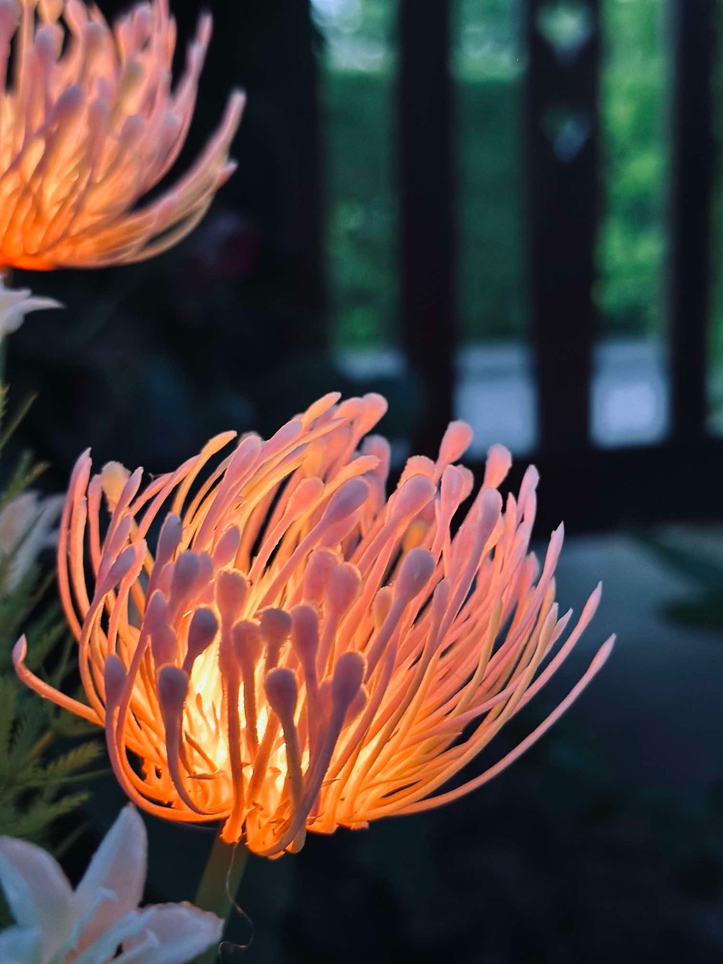 Solcellsblomma - Spindellilja ros