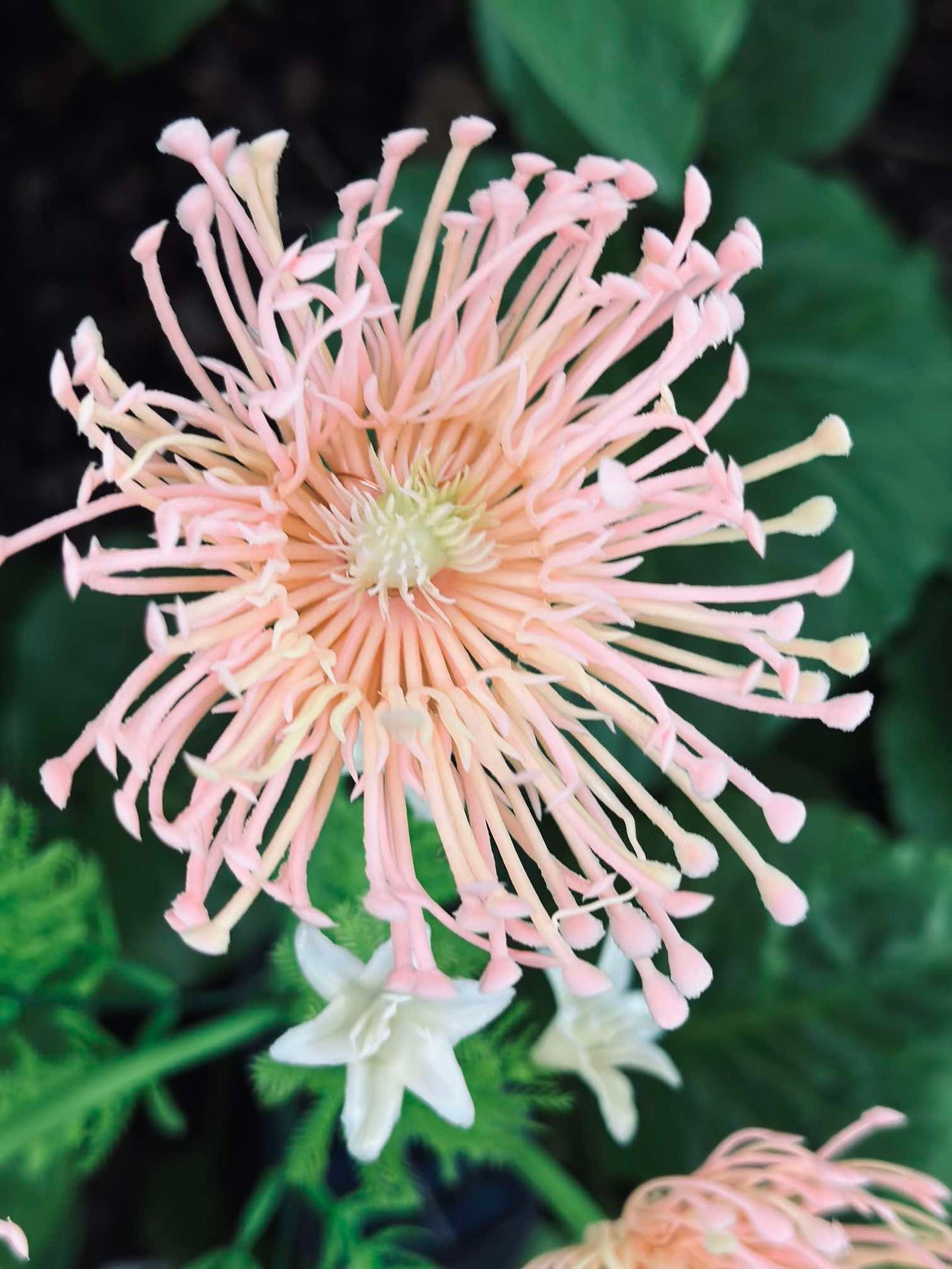 Blomma med solceller - Spider Lili rosa