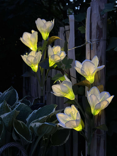 Magnolia med solceller - Vit